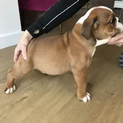 Jax, an adorable male English Bulldog puppy