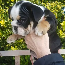 Meet Kelly, a beautiful female English Bulldog pup