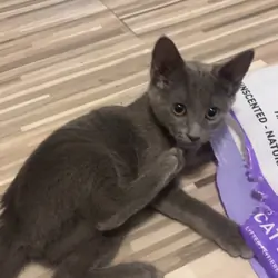 Russian Blue Kitten