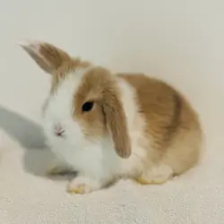 Fawn and White, Blue-Eyed, Holland Lop