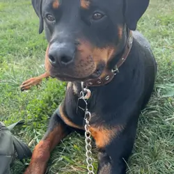 Rottweiler dog