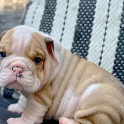 English Bulldog Puppies Looking for Loving Homes