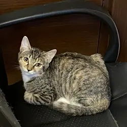 Adopt Me Too in Nyack, NY