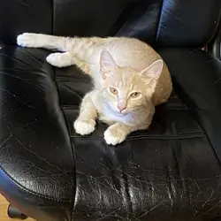 Adopt Tiger in Nyack, NY