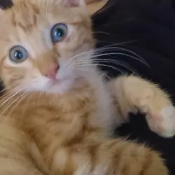 Female Kitten Free To Good Home