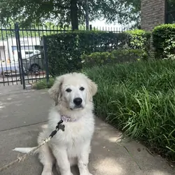 Dogs puppies