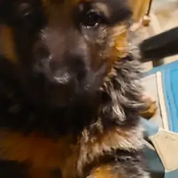 AKC German Shepherd puppies