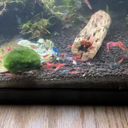 Neocaridina Shrimp