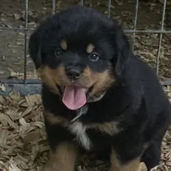 Rottweiler pups