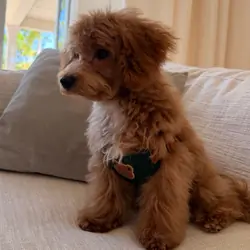 Adorable 5-Month-Old Maltipoo Puppy