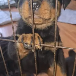 AKC Rottweiler