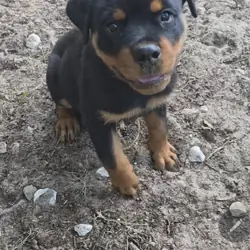 AKC Rottweiler