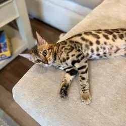 Kittens