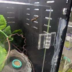 Yellow-Bellied Mourning Geckos