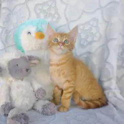 maine coon mix kitten