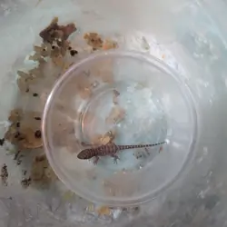 Bynoe Geckos