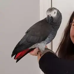 African Grey Congo