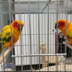 2 sun conures