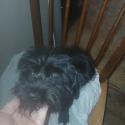 Pom/yorkie female