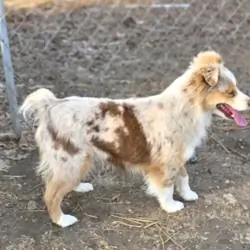 Australian Shepherd