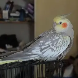 Cockatiel