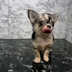 chihuahua puppies