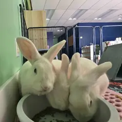 rabbit