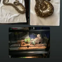 Ball Python