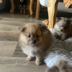 Pomeranian CKC