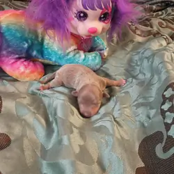 Chihuahua puppies