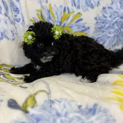 Cavapoo mix