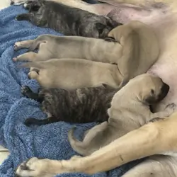 puppies