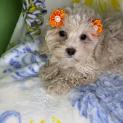 Maltipoo puppies