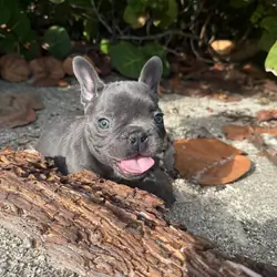 Blue male French Bulldog, born July 9, 2026