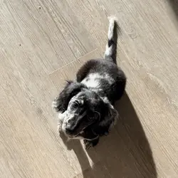 Puppy Available
