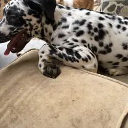 Dalmatian Male Puppy