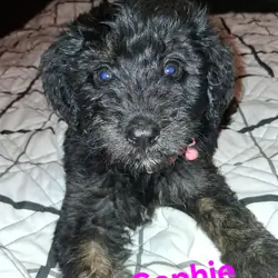 Doodles Puppies