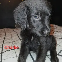 Double Doodle puppy