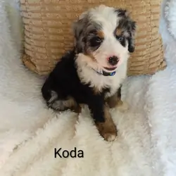 Miniature bernedoodle puppy
