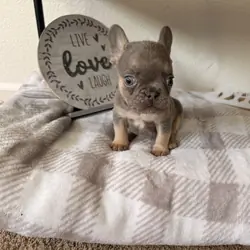 French bull dog