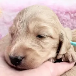 Dna colour tested true cream pups Miniature Dachsh