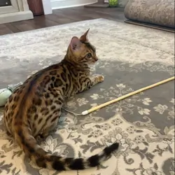 Kitten