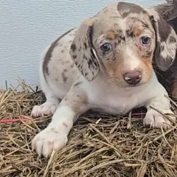 Miniature Dachshund