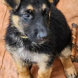 AKC German Shepherd Puppies