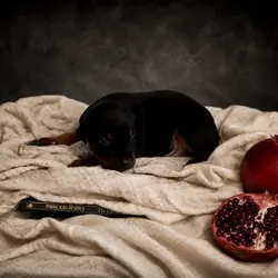 AKC Registered European Doberman Puppy