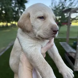 AKC Labrador Retriever