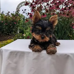 Tesla AKC