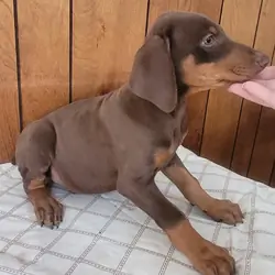 Doberman