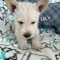 Scottish Terriers