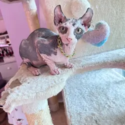 Sphynx Kitten
